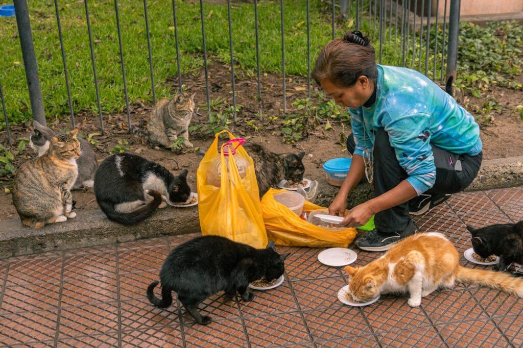 A person feeding a group of street cats in Lima, showcasing urban pet care.